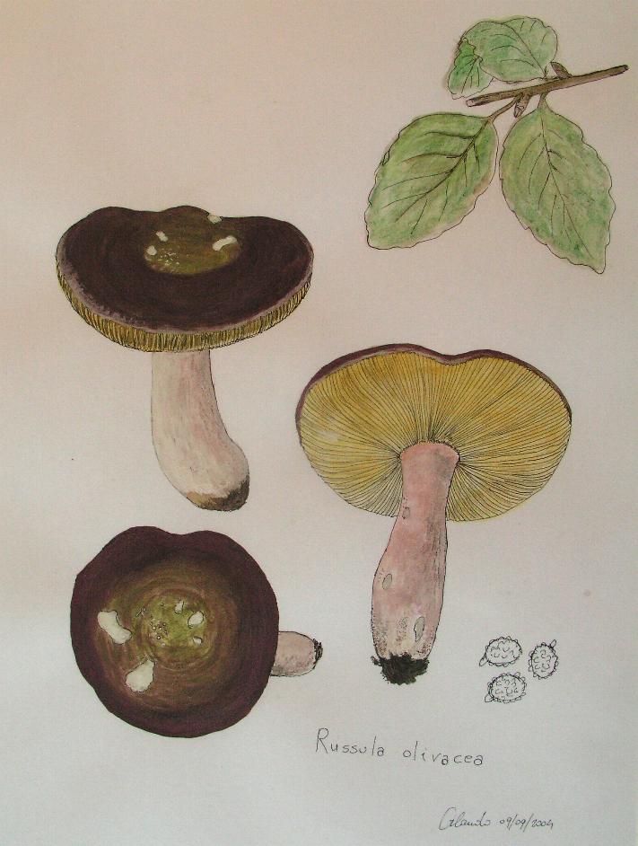 Russula olivacea (Sch.) Pers.